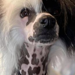 Chinese Cresteds and Poodles from Your Majesty Kennel
