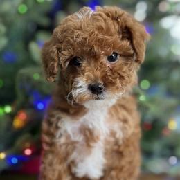 Merry - Red  Goldendoodle puppy in Bountiful, Utah from Stitching Doodles