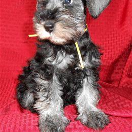 "Female Miniature Schnauzer puppy" Miniature Schnauzer Puppies from PJ's Miniature Schnauzers