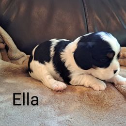 Ella - Tri-color Cavalier King Charles Spaniel puppy in Mohnton, Pennsylvania from Maple Grove Cavaliers