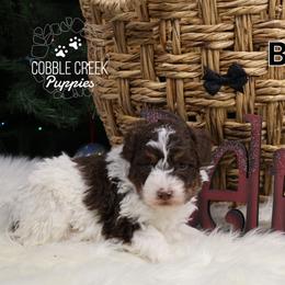 Bean - Brown and white male Bernedoodle puppy in Heyworth, Illinois from Cobble Creek Puppies