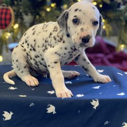 Boy 2 - Dalmatian puppy in Knoxville, Arkansas from K2 Dalmatians
