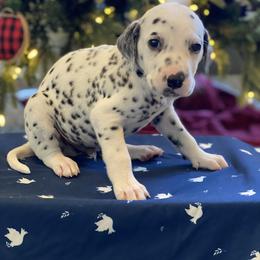 Boy 2 - Dalmatian puppy in Knoxville, Arkansas from K2 Dalmatians