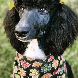 Bernedoodles, Cockapoos, Goldendoodles, and Poodles from Clad Doodles