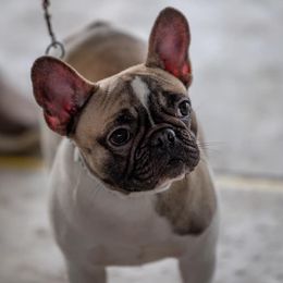 French Bulldogs from Terra Sassa