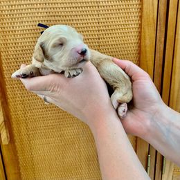 "October at 2 Weeks" Goldendoodle Puppies from Our Golden Willow