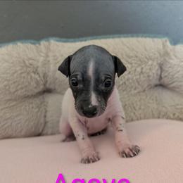 Agave - White and black female American Hairless Terrier puppy in Phoenix, Arizona from Bare Valley