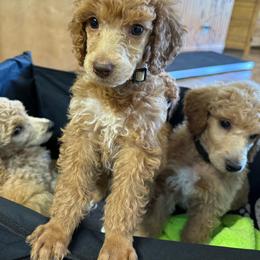 Stetson - Apricot male Poodle puppy in Dayton, Washington from Country Sundance Poodles