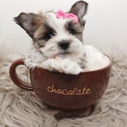 Companion Cross, Havanese, Mal-Shi, Maltese, Maltipoo, Morkie, and Shih Tzu Puppies from Seeking Shalom Acres Maltese, Maltipoos & Havamalts