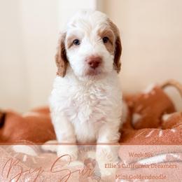 Big Sur - Parti male Goldendoodle puppy in California City, California from Summer Sun Doodles