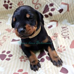 Tan collar 412 - Black and rust male Doberman Pinscher puppy in Harmony, North Carolina from Havenhaus Dobermans