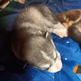 Boy 3 - Black and white male Alaskan Malamute puppy in Smyrna, New York from Enchanted Dreams Alaskan Malamutes