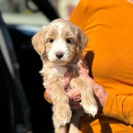 Halo - Apricot female Goldendoodle puppy in Wharton, Texas from Little Fur Friends