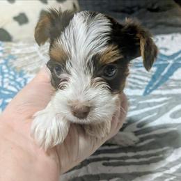 Chocolate and tan parti boy - Parti male Yorkshire Terrier puppy in Odenville, Alabama from Yorkie Prints