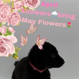 Miss. Light Pink - Black female German Shepherd puppy in Granite City, Illinois from Devon Rugerio's German Shepherds
