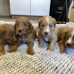 Maple Boy3 - Apricot male Goldendoodle puppy in Sugarcreek, Ohio from True Hearted Doodles