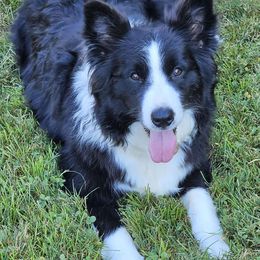 Lacey - Border Collie
