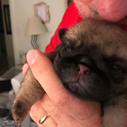 Pug Puppies from Pickwick Pugs