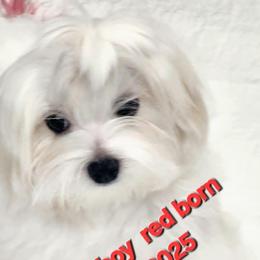 Maltese, Maltipoo, and Morkie All Grown Up from The Aristocratic Puppy Patch
