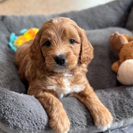 Valor - Red  male Goldendoodle puppy in Wharton, Texas from Little Fur Friends