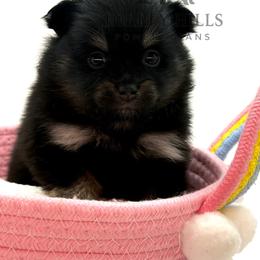 Melody - Black and tan female Pomeranian puppy in Redlands, California from Torrey Hills Poms