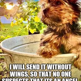 Yorkshire Terrier Puppies from Island lake Yorkies