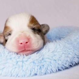 American Corgi and Pembroke Welsh Corgi Puppies from Whimsical Treasure Corgis