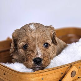 Green - Red male Cavapoo puppy in Georgetown, Texas from Mc Doodles of Texas LLC