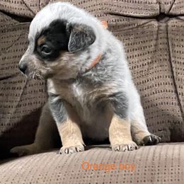 Boy 2 - Blue speckled Australian Cattle Dog puppy in Eudora, Kansas from Captain’s Creek Labradors & Australian Cattle Dogs