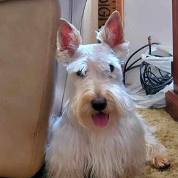 Teddy - Scottish Terrier