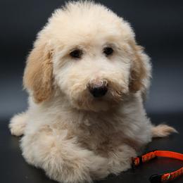 Vixen - Cream male Goldendoodle puppy in Westminster, South Carolina from Goldendoodlepuppiessc