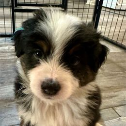 Rio - Black tri male Miniature American Shepherd puppy in Florseville, Texas from Ashber Farm