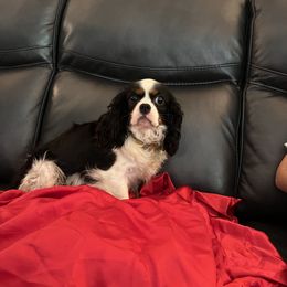 Marilyn - Cavalier King Charles Spaniel