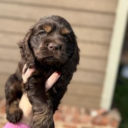 Bear - Brown and tan male Cocker Spaniel puppy in Lake, Mississippi from MGs Cockers