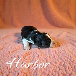 Harbor - Black tri-color female Aussiedoodle puppy in Ellenburg Center, New York from Kristin's Puppies