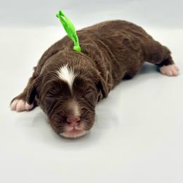 Gingerbread - Tri-color male Bernedoodle puppy in Mount Pleasant, Tennessee from Doodle My Heart