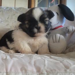 Lil Angel - Red and white female Shih Tzu puppy in Ontario, Oregon from Keeper of the Stars