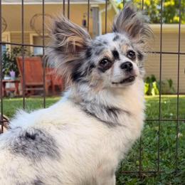 Lainey - Chihuahua