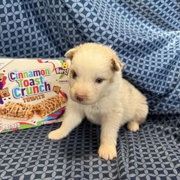 Crunch - Red merle male Australian Shepherd puppy in Warsaw, Missouri from Siercks Ranch Aussies