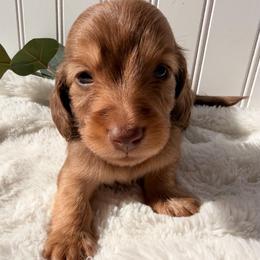 Chocolate Tan  Male2 - Chocolate and tan male Dachshund puppy in Nampa, Idaho from Long_and_Low_Dachshunds