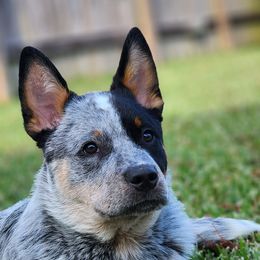 Australian Cattle Dog Puppies from RedHorizon AKC Australian Cattle Dogs (Heelers)