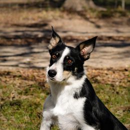 Rave - Border Collie