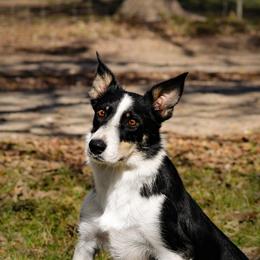 Rave - Border Collie