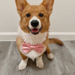 Pembroke Welsh Corgi All Grown Up from H Patisserie Corgis