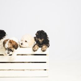 Companion Cross Puppies from CocoPuff Breeders