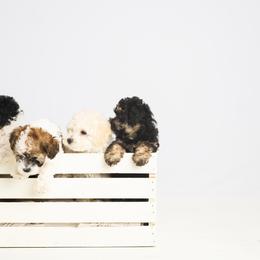Companion Cross Puppies from CocoPuff Breeders