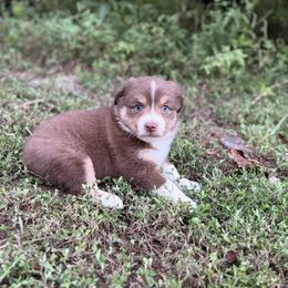 Aurora - Red tri female Miniature Australian Shepherd puppy in Natural Dam, Arkansas from Natural State Aussies