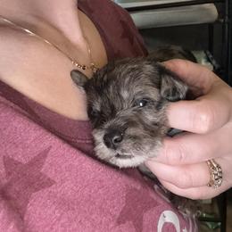 Blue Collar - Merle male Schnoodle puppy in Winchester, Tennessee from Mahaffey’s Doodles