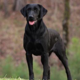Nova - Labrador Retriever