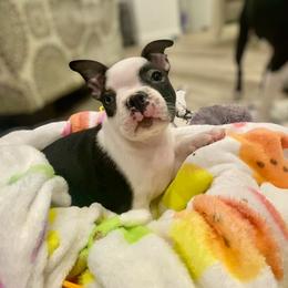Darla (Ms Ross) - Black and white female Boston Terrier puppy in Murrells Inlet, South Carolina from Inlet Boston Terriers